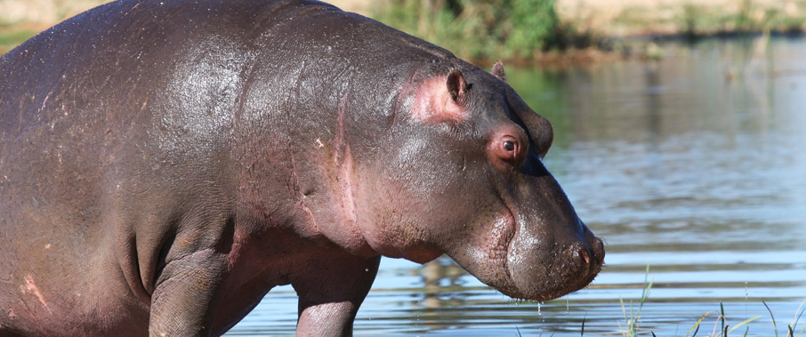 gamereserveforsale-Hippo