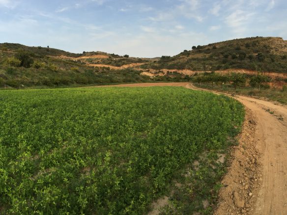 Marbella -Perfect Finca for horses app. 70 hectares
