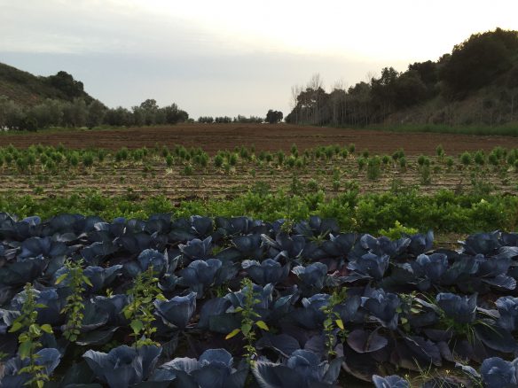 Marbella -Perfect Finca for horses app. 70 hectares
