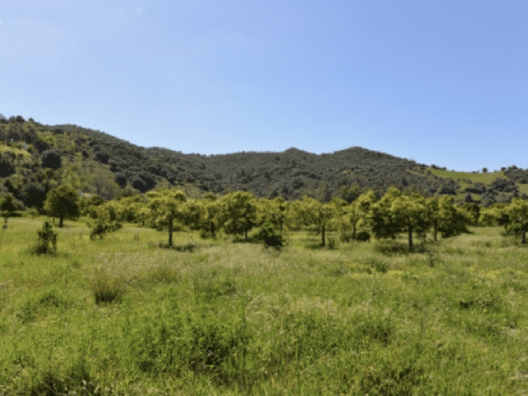 Gaucin – Finca 16ha – Permission for 25 Horses