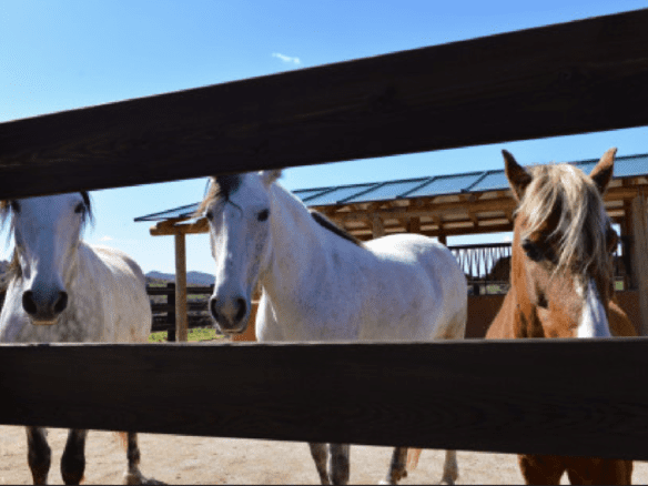 Gaucin – Finca 16ha – Permission for 25 Horses