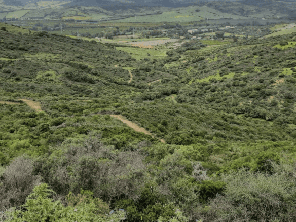 Casares  – Rustic Plot of Land 253.595 m2