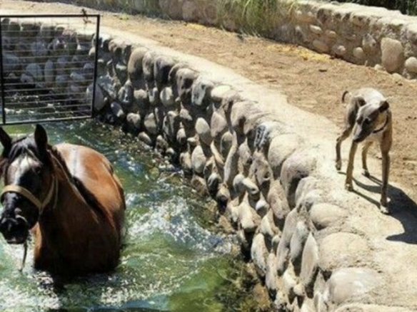 Estepona – Project Equestrian Farm – 71500m2  Sea View Plot