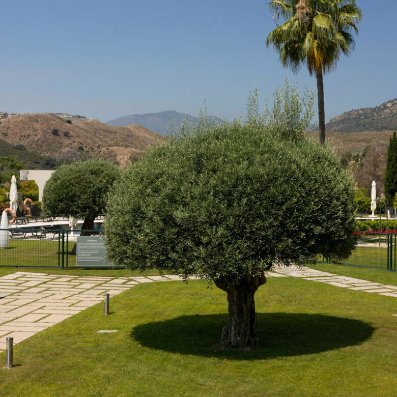 FOR SALE 🏡 Three-Bedroom Garden Apartment with Large Terrace in a Golf Resort – Arrayanes Golf, Benahavís 🇪🇸